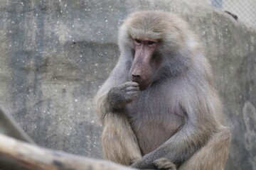 Baboon Sitting Quietly, Contemplating While at the Zoo During Midday Hours
