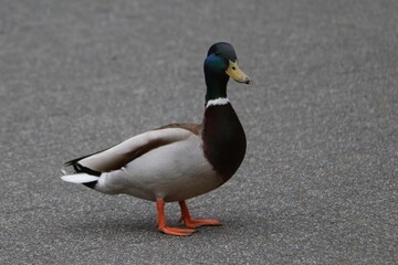 Male Mallard Duck Walking on a Paved Pathway in a Park During Daytime