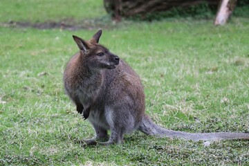 A Wallaby Grazes on Green Grass in a Natural Setting During Daytime