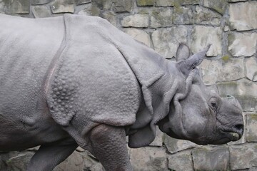 Rhino Walking Beside a Stone Wall in a Wildlife Park During the Afternoon