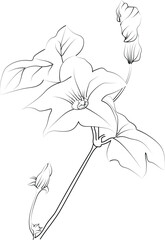 Ivy flower coloring book, hand-drawn botanical spring elements, bouquet of ivy flower line art, coloring page, vector sketch, artistic simplicity doodle art, Easy yellow Honeysuckle flower drawing