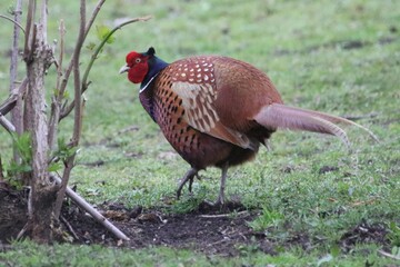 Colorful Pheasant Walking Through Green Grass Near a Shrub in a Serene Garden Setting