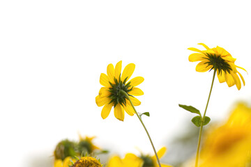 bright yellow sunflowers view from behind, magnificent yellow-flowering sunflowers in full bloom, many tall flowers in the background, Helianthus annuus