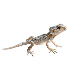 Obraz premium Close up of a Baby Bearded Dragon Lizard