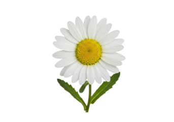 Isolated Ox-eye daisy with leaves in macro showing texture on petals and center flower