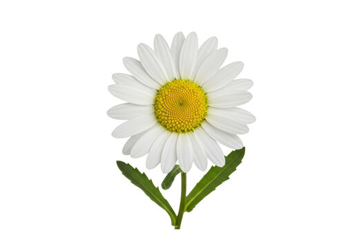 Isolated Ox-eye daisy with leaves in macro showing texture on petals and center flower - Powered by Adobe