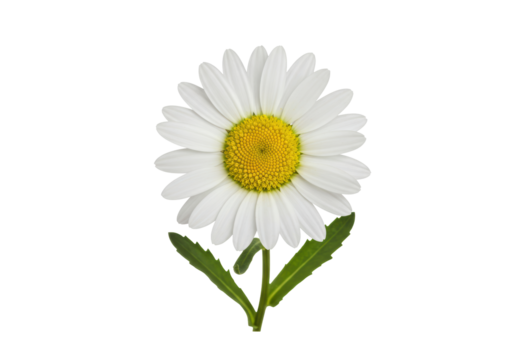 Isolated Ox-eye daisy with leaves in macro showing texture on petals and center flower
