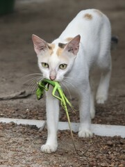 Cat holding camelion on mouth 