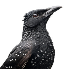 Png of close up of a european starling isolated on transparent background, highlighting its speckled plumage and distinctive features in detail
