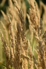 Fototapeta premium Grass in late summer.