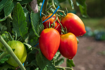 Close-up of red and green tomatoes on the plant in a garden in summer