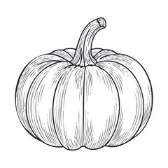 Detailed illustration of a pumpkin for autumn decorations and designs. Vector hand drawn illustration