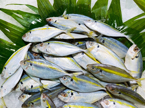 A pile of fresh raw Yellowstripe Scad fish (Selaroides leptolepis) displayed on crushed ice with green leaves at a traditional seafood market