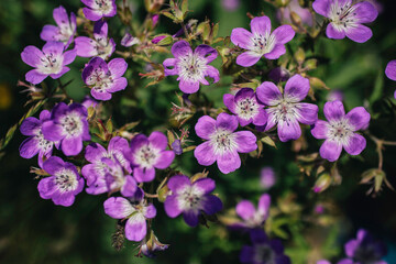 Sommerliche Blütenpracht: Waldstorchenschnabel in Sölden