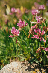 Alpen-Klee am Bergpfad