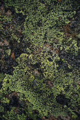 Natur im Fokus: Flechte zwischen Stein und Licht