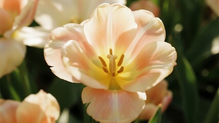 Close-up of a pale peach tulip with soft petals and yellow center, surrounded by green foliage in a garden setting.