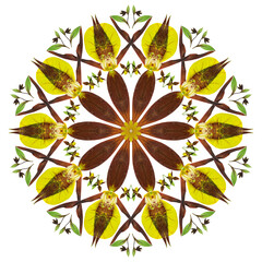 Mandala from flowers. Cypripedium calceolus. Element for web design and templates. East, ethnic pattern, floral ornament. Kaleidoscope effect.