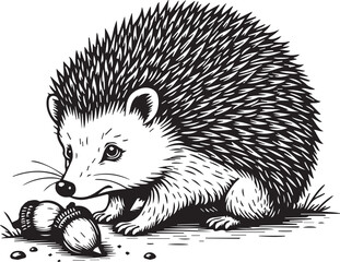 Hedgehog with Acorns: An illustrative portrayal of a charming hedgehog, adorned with spiky quills and a curious demeanor, interacts playfully with a collection of acorns.