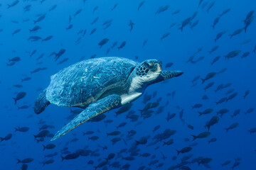 Obraz premium A graceful green sea turtle swims through the blue waters of the Galapagos Islands