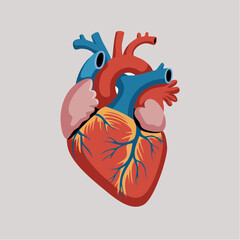human heart anatomy model