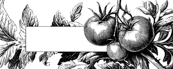 Vintage botanical banner with tomato plants for label design