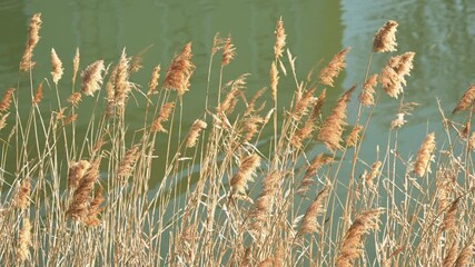 Dry reed growing by the river, natural landscape scene with calm water and vegetation. 4K.