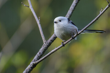 Long-tailed Tit perched on the branch  © Александр Арендарь