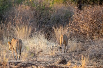 Lioness walking through the savannah at the Samburu national park in Kenya