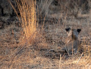 Lion cub resting in the savannah at Samburu national park in Kenya
