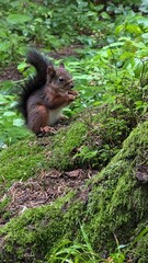 squirrel on a tree