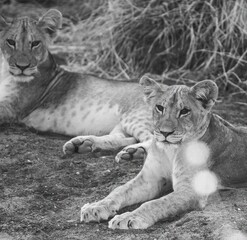 Lion cub resting in the savannah at Samburu national park in Kenya