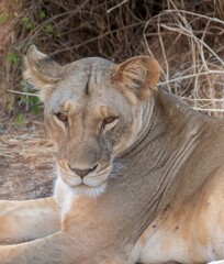 Lioness resting in the savannah at Samburu national park in Kenya