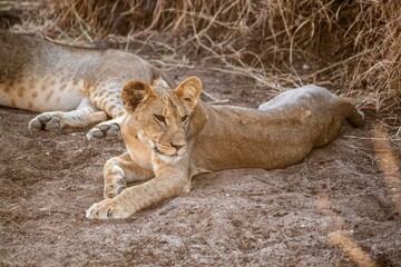 Lion cub resting in the savannah at Samburu national park in Kenya