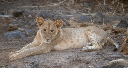 Lion cub resting in the savannah at Samburu national park in Kenya