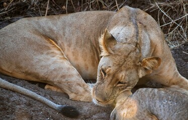 Lioness resting in the savannah at Samburu national park in Kenya