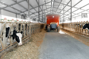 Modern cattle farm barn with feeding system tractor machine and cows © Parilov