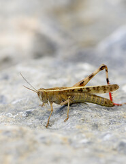 Close-up of yellow grasshopper sitting on gray rock