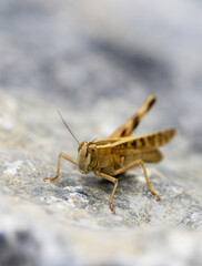 Yellow grasshopper basking on warm gray stone