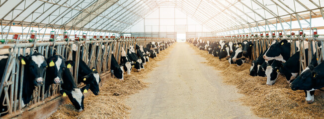 Cows feeding in sunlit barn with arched roof and straw-covered floor. Concept banner livestock farm...