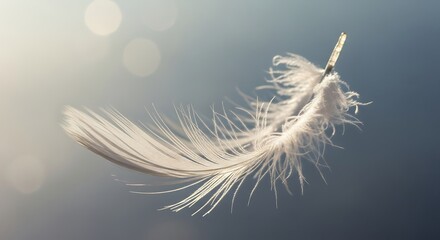White feather floats gently on air current.