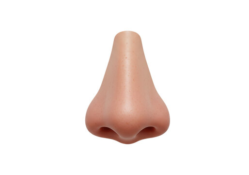 Isolated human nose frontal realistic anatomical organ face smelling breathing smelling