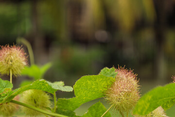 Close-up Detail Green Leaf and Fuzzy Seed Pod Plant Nature