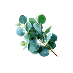 Eucalyptus branch with rounded bluish green leaves isolated on a transparent background, in a PNG format