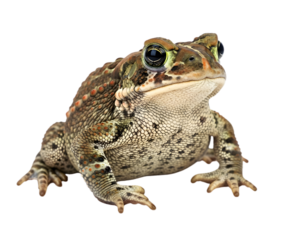 A detailed front-facing studio shot of a warty toad with mottled brown and green skin, isolated on a white background.