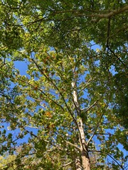 changing autumn leaves on sycamore tree