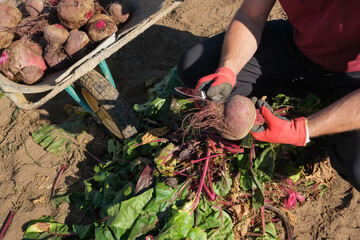 Farmer holding a beetroot and a knife in his hands after harvesting. Farm-fresh produce eco farm garden lifestyle