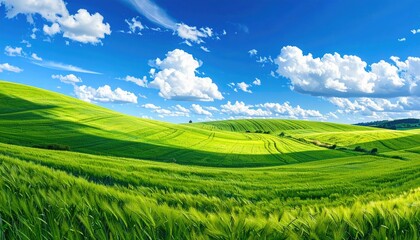 Fototapeta premium Rolling Green Hills Under a Bright Blue Sky with White Clouds Natural Landscape Scenery Serene Outdoors Summer Day Beautiful Peaceful Meadow