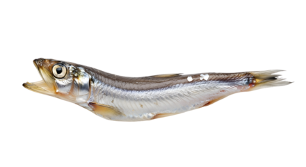 Single capelin fish with silver scales and open mouth on white background.