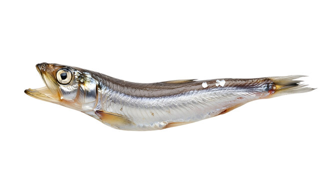 Single capelin fish with silver scales and open mouth on white background.